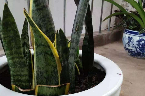 虎皮兰浇水的正确办法