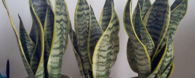 刚买来的裸根虎皮兰如何种植