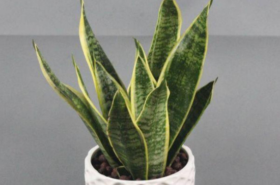 刚买来的裸根虎皮兰如何种植