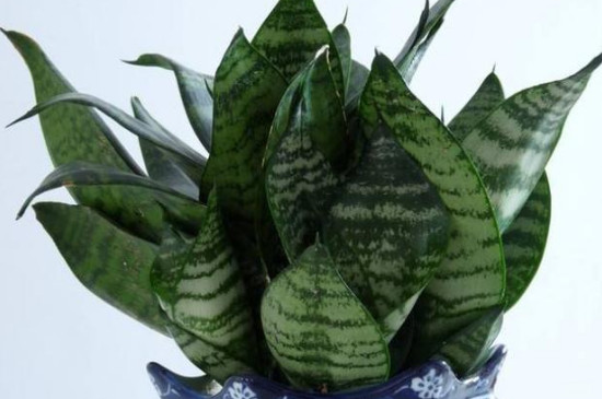 刚买来的裸根虎皮兰如何种植