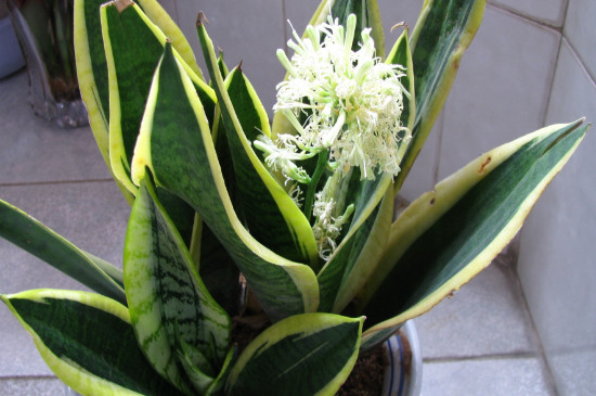 刚买来的裸根虎皮兰如何种植