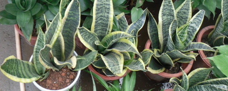 虎皮剑兰的养殖办法和留意事项浇水