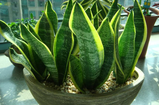 虎皮剑兰的养殖办法和留意事项浇水