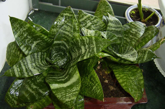 虎皮剑兰的养殖办法和留意事项浇水