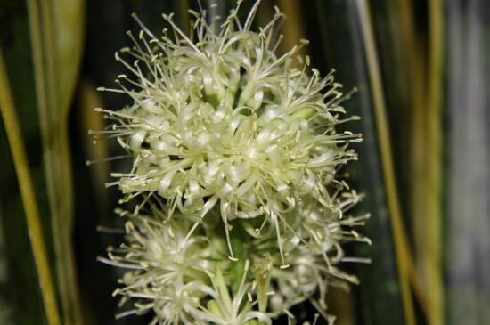 虎尾兰开花有寓意,财运滚滚和身体安康