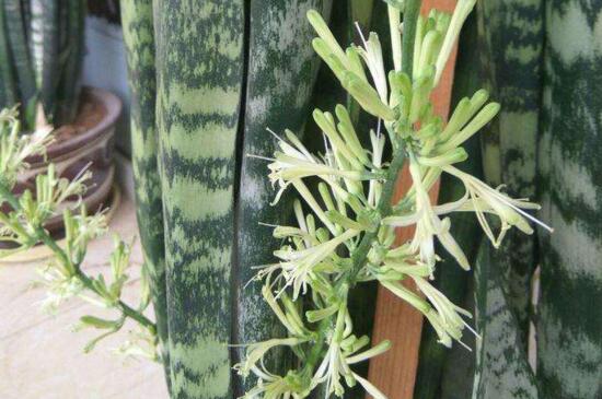 虎尾兰开花有寓意,财运滚滚和身体安康