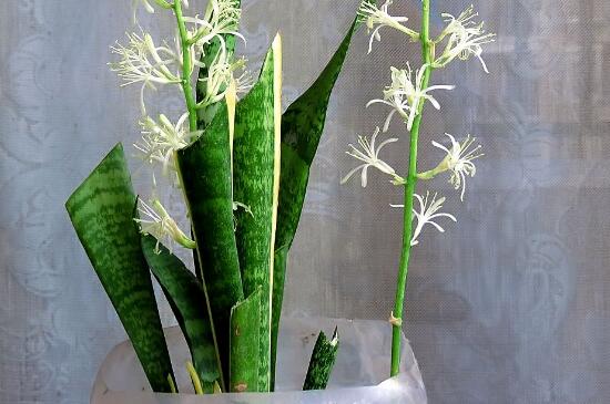 虎尾兰开花有寓意,财运滚滚和身体安康