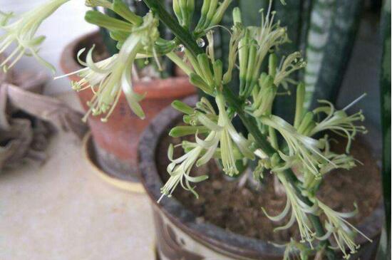 虎尾兰开花有寓意,财运滚滚和身体安康