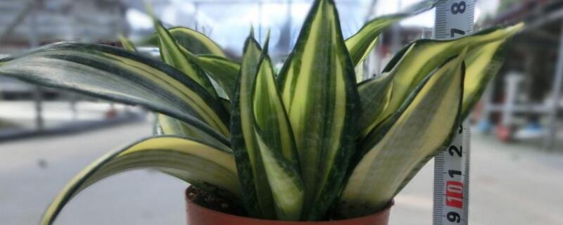 短叶虎尾兰的养殖办法和留意事项