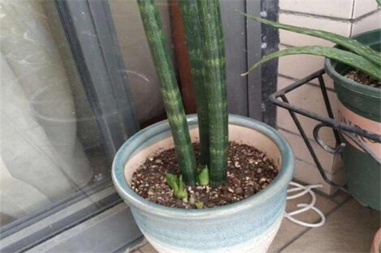 棒叶虎尾兰如何修剪，不同生长期的不同修剪办法