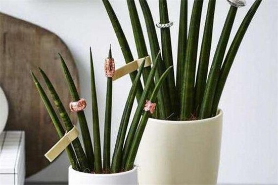 棒叶虎尾兰如何修剪，不同生长期的不同修剪办法