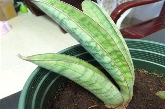 棒叶虎尾兰如何修剪，不同生长期的不同修剪办法