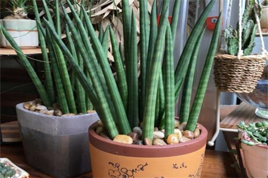 棒叶虎尾兰如何修剪，不同生长期的不同修剪办法