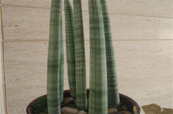 棒叶虎尾兰用多大盆，比直径大3cm左右的花盆