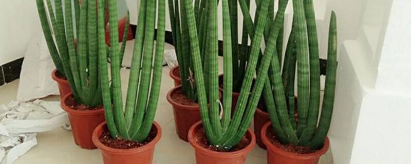 棒叶虎尾兰如何养