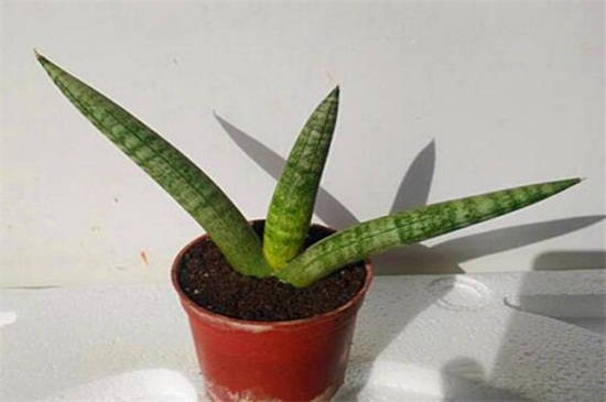 棒叶虎尾兰如何养