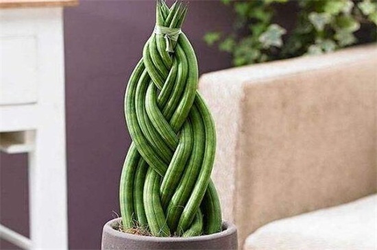 棒叶虎尾兰如何养