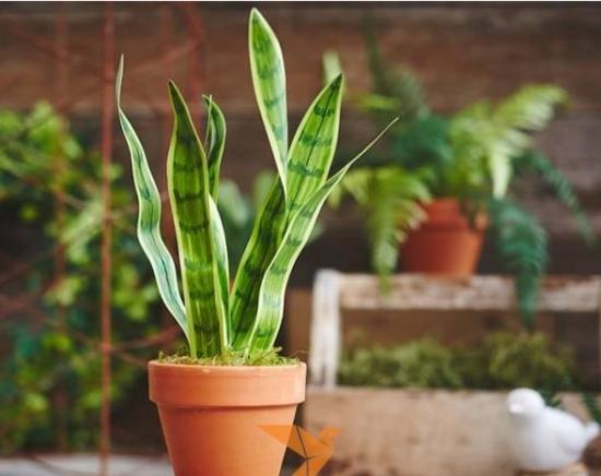 虎尾兰和龙舌兰的区别