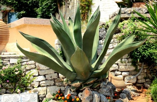 虎尾兰和龙舌兰的区别