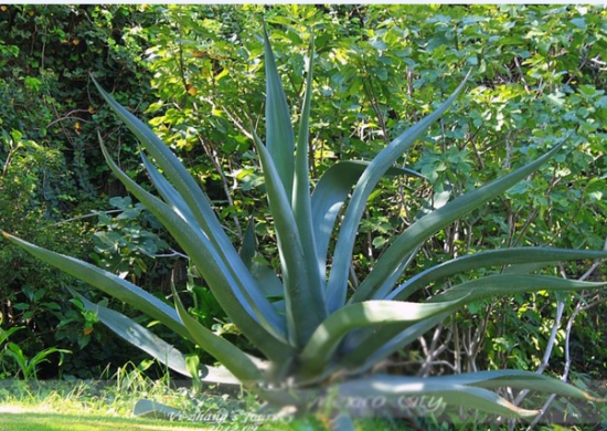 虎尾兰和龙舌兰的区别