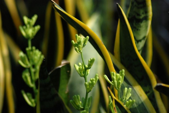 虎尾兰和龙舌兰的区别