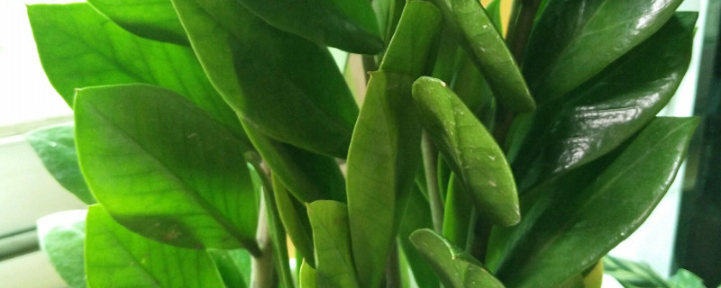 金钱树图片及养殖办法