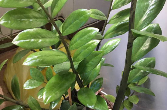 金钱树图片及养殖办法