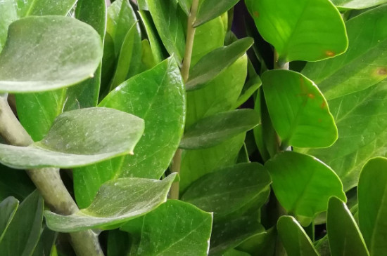 金钱树图片及养殖办法