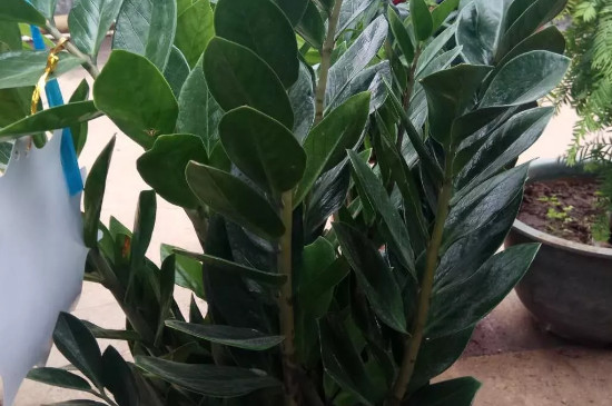 金钱树图片及养殖办法