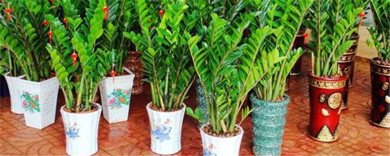 金钱树叶子发黄如何办