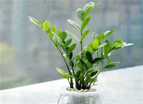 金钱树叶子发黄如何办