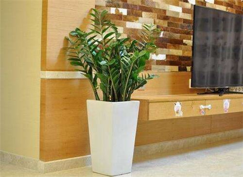 金钱树叶子发黄如何办