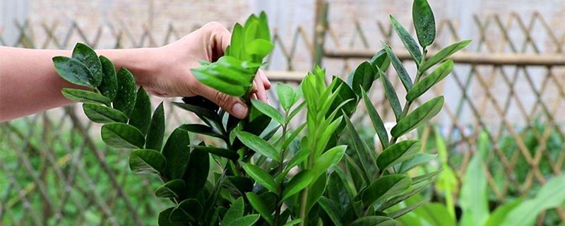 金钱树的养殖办法和留意事项