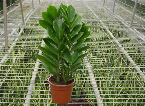 金钱树的养殖办法和留意事项