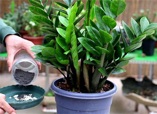 金钱树的养殖办法和留意事项