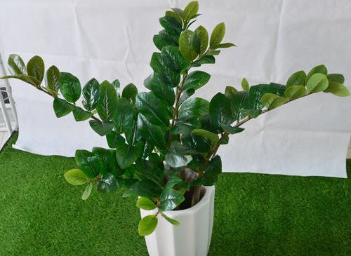 金钱树的养殖办法和留意事项