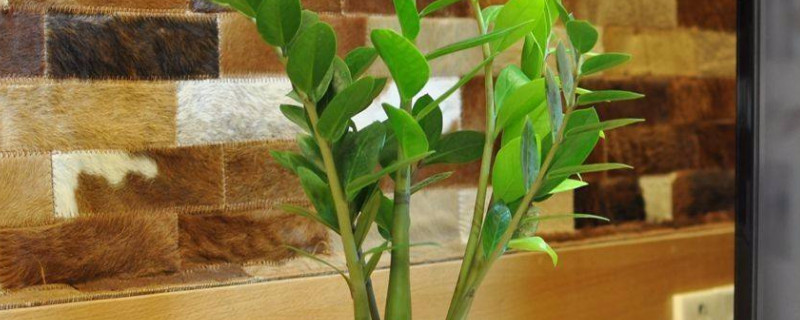 金钱树摆放地方图库