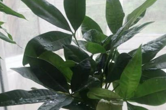 金钱树摆放地方图库