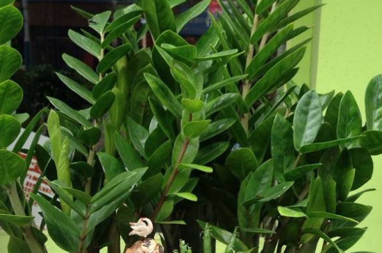 金钱树摆放地方图库