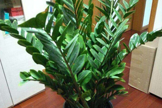 金钱树摆放地方图库