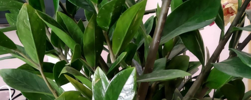 金钱树的叶子发黄:发黄的原因及处理办法