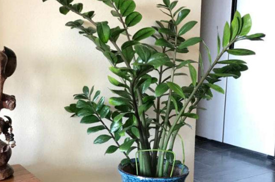 金钱树的叶子发黄:发黄的原因及处理办法