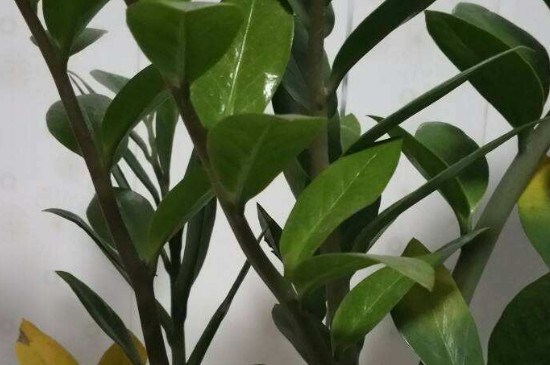 金钱树的叶子发黄:发黄的原因及处理办法