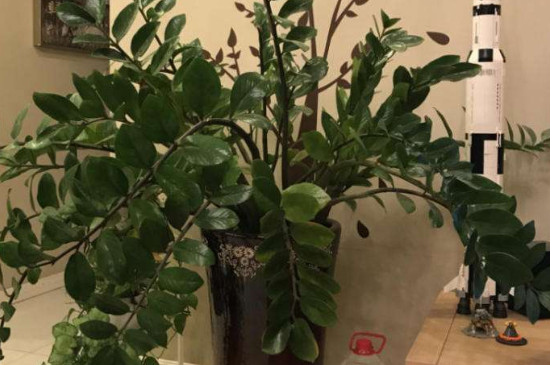 金钱树的叶子发黄:发黄的原因及处理办法