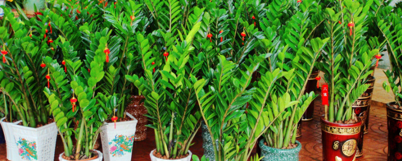 金钱树冬季如何养护浇水