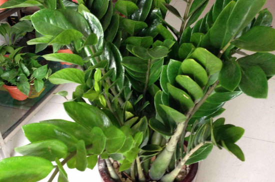 金钱树冬季如何养护浇水