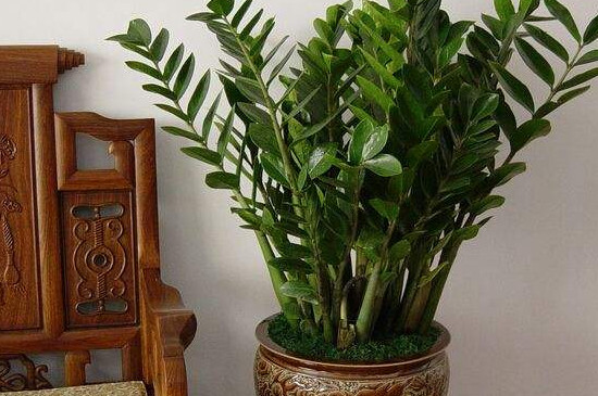 金钱树冬季如何养护浇水