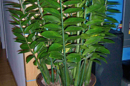 金钱树冬季如何养护浇水