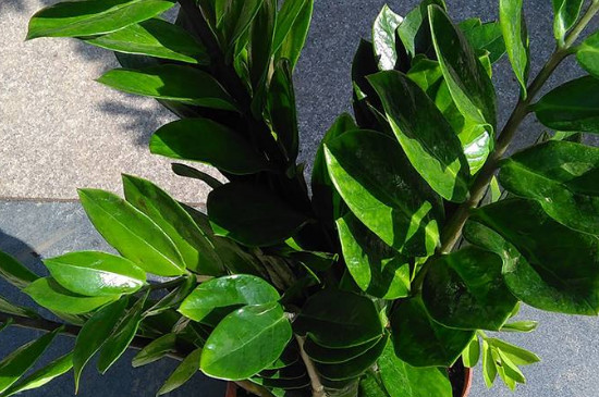 金钱树如何养才能发出新枝