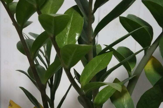 金钱树如何养才能发出新枝